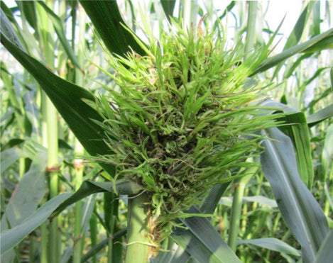 Foxtail millet downy mildew