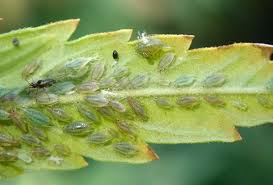 Aphids