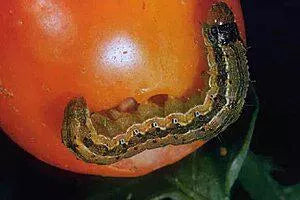 tomato fruit borer