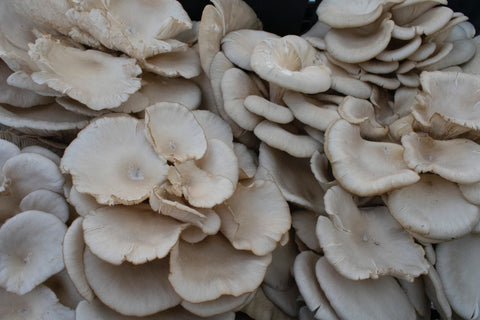 Why Use Mushroom Grow bags