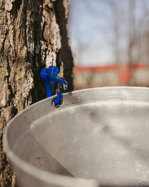 maple sap harvesting from a tree