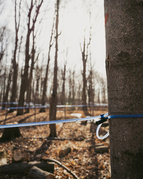 Maple water collected with tubing system