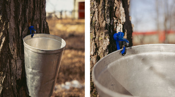 Maple Water Collected in Metal buckets from trees