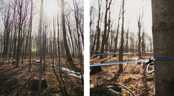 Maple Water Collected from Trees with a Tubing System