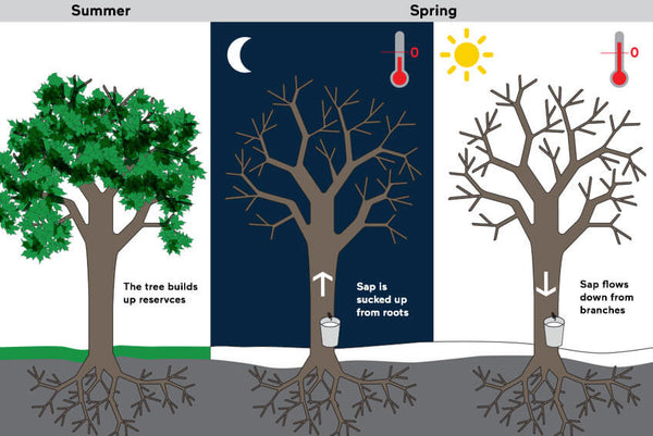 maple water sap flows