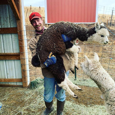 man in work clothes holding up a small alpaca