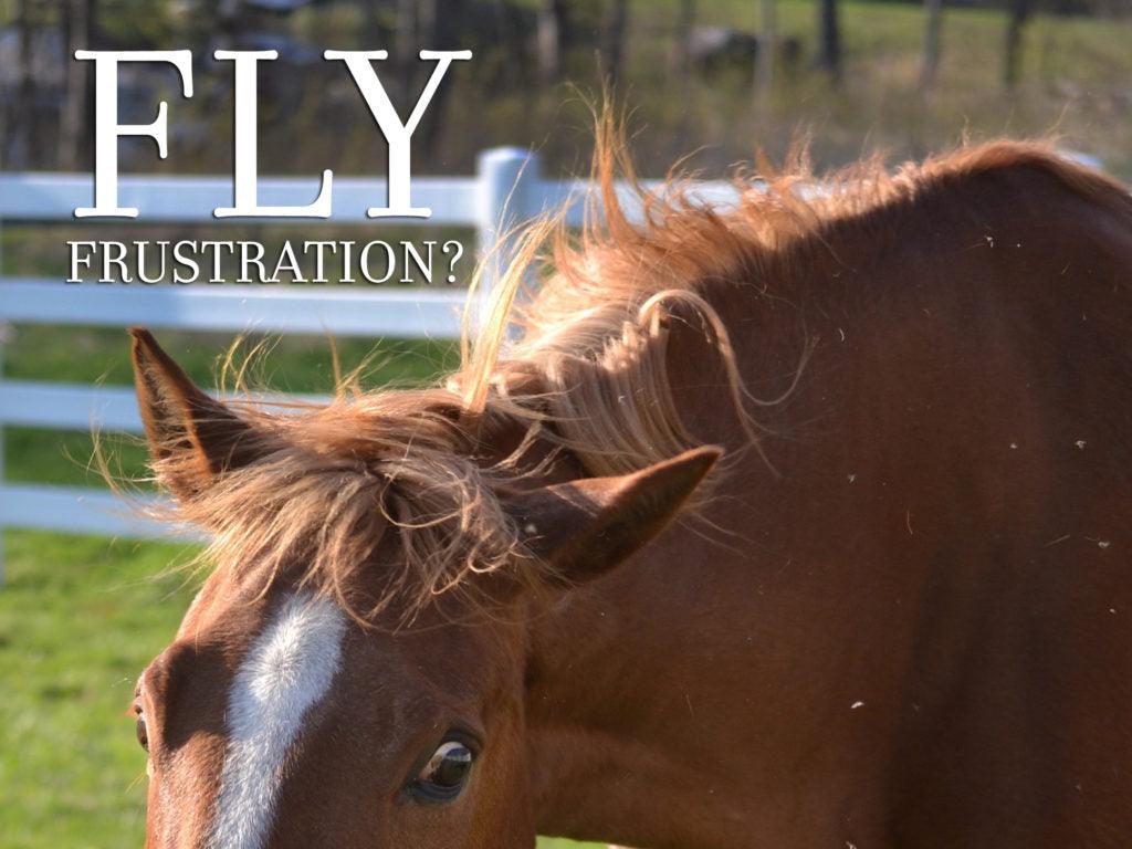 Your Fly Control Issues Solved – Absorbine