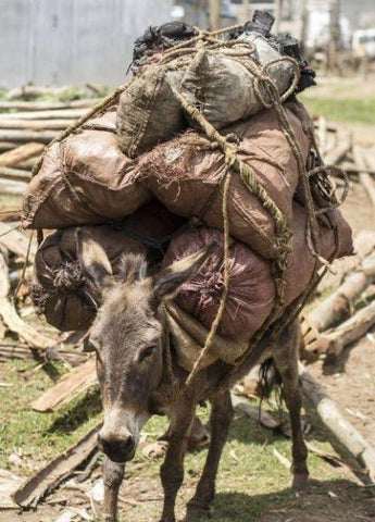 "Free the Donkeys" with Brooke and Absorbine