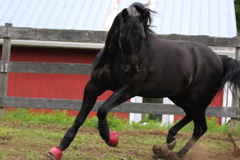 Horse on Bute-Less Performance Supplement in corral