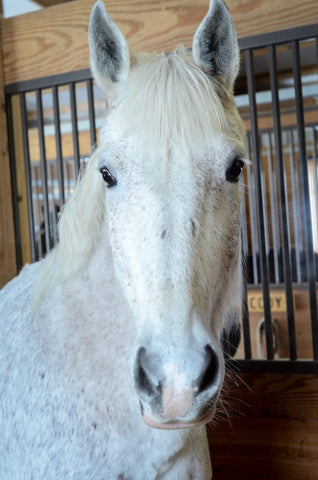 A Bute-Less® Success Story From A Therapeutic Riding Program