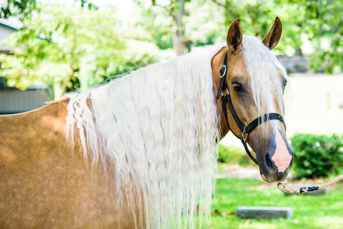 Kentucky Horse Park Absorbine Elvira