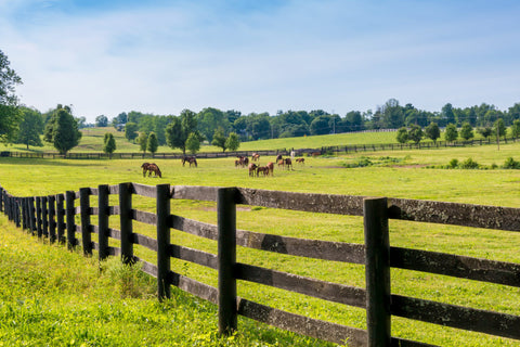 Horse pasture for UltraShield Fly Control article
