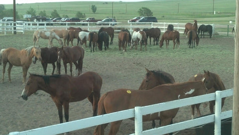 Colorado Wildfires Ways To Help Roundup Absorbine Blog