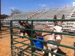 Texas Wildfires Rescuing Horses Absorbine Blog Donkeys