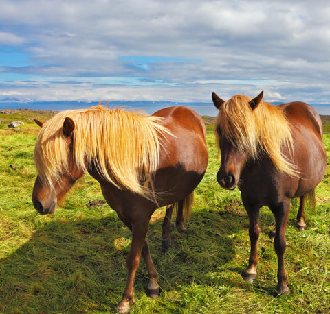 Two horses with beautiful hair