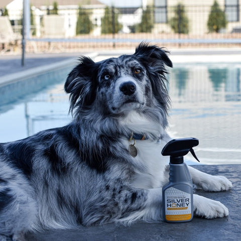 Australian shepherd dog lying next to pool, with Absorbine Silver Honey