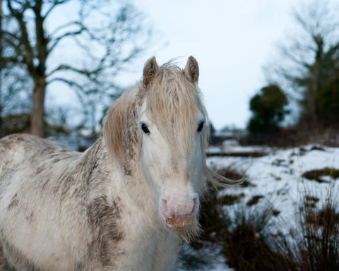 Muddy white horse for Miracle Groom Spray