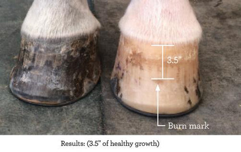 Hooflex® Concentrated Hoof Builder Supplement: Proven to Help Support Healthy Hoof Growth