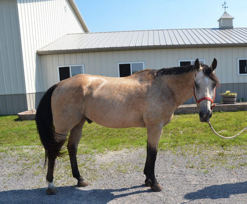 A Bute-Less® Success Story From A Therapeutic Riding Program