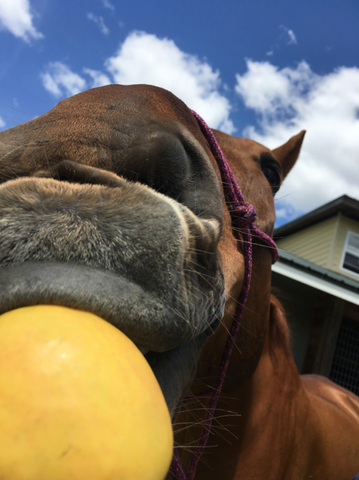 Eventer Sinead Halpin and horse "Tate" Team Absorbine eating an apple