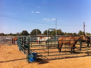 Texas Wildfires Rescuing Horses Absorbine Blog