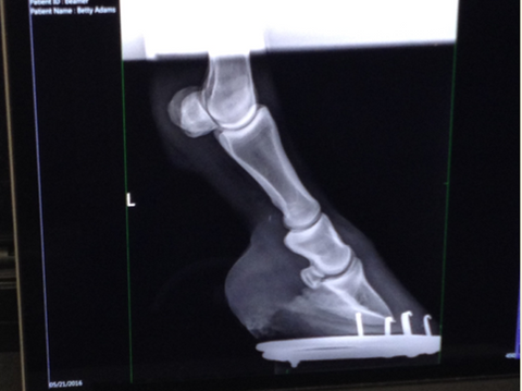 Hoof x-ray before using Bute-Less Performance Supplement 