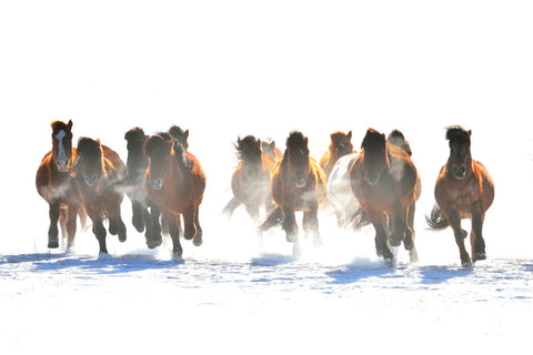 Herd of horses running in snow Absorbine Blog