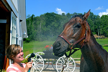 Beat the Heat - Ways To Cool Your Horse Absorbine