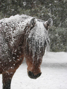 Ranger The Senior Mustang