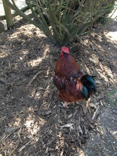 Absorbine Volunteer Days - Forest Park Zoo