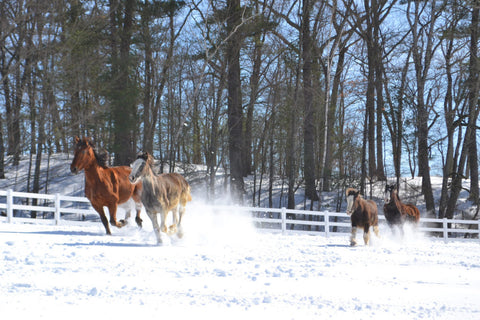 Absorbine Volunteer Days - Blue Star Equiculture Draft horses in snow