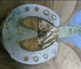 Hoof with horseshoe before using Bute-Less Performance Supplement 