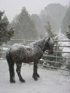 Ranger The Senior Mustang