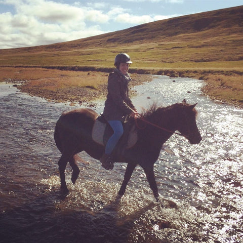 Tolt Horses of Iceland and Absorbine