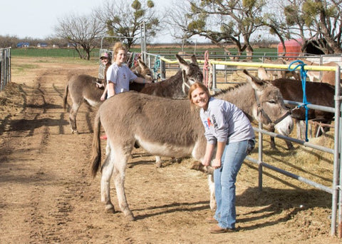 Absorbine Volunteer Days - Peaceful Valley Donkey Rescue
