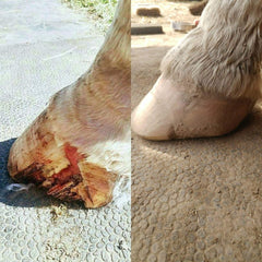 Hoof damage healing before and after from Hooflex Concentrated Hoof Builder Supplement