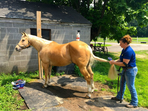 Back Home - Para Reining Champion Heather Smith Para Reining horse ShowSheen Bath