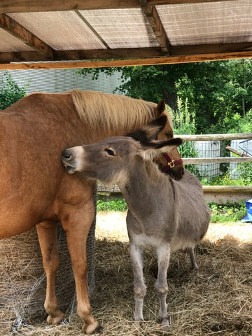 Absorbine Volunteer Days - Black Feather Rescue Horse and Donkey