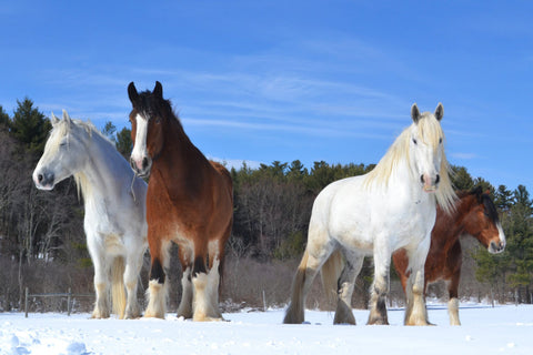 Absorbine Volunteer Days - Blue Star Equiculture Shire Horses in snow