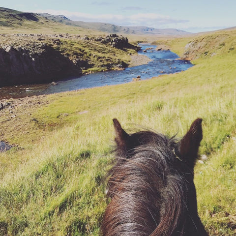 Tolt Horses of Iceland and Absorbine