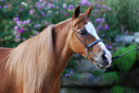 Absorbine Spotlight - Patrick The Miniature Horse