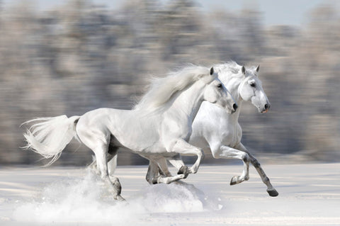 2 white horses run in snow Absorbine Blog