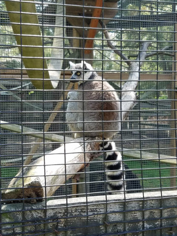 Absorbine Volunteer Days - Forest Park Zoo