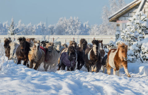 mini horse herd in snow Absorbine Blog