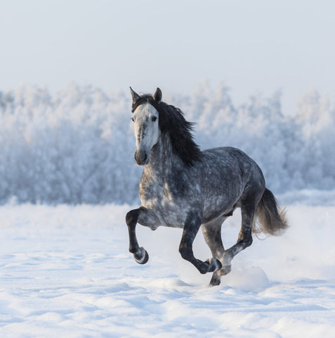 Dappled grey horse runs in snow Absorbine Blog