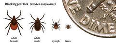 Tick-Borne disease in horses and dogs - UltraShield