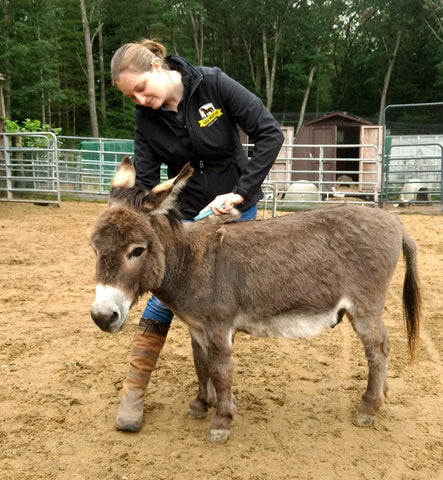 Absorbine Volunteer Days - Peaceful Valley Donkey Rescue