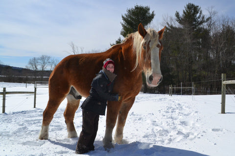 Absorbine Volunteer Days - Blue Star Equiculture Texa, on of the top 5 largest horses in the world