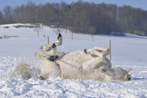 white horse rolling in snow Absorbine Blog