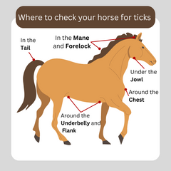 illustration of a horse with places to check for ticks marked